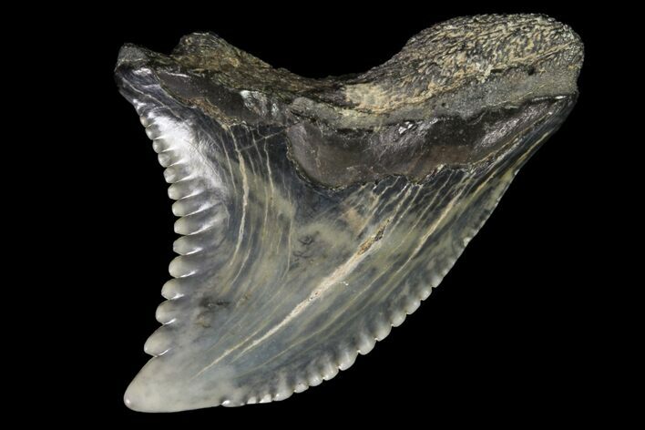 Hemipristis Shark Tooth Fossil - Virginia #96544